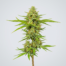 Carnival cannabis strain plant