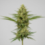 Casey Jones cannabis strain plant