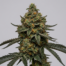 Cataract Kush cannabis strain plant