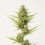 Charlotte's Web cannabis strain plant