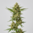 Cheese CBD cannabis strain plant