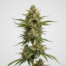 Chiesel cannabis strain plant