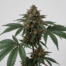 China Yunnan cannabis strain plant