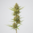 Chocolate Haze cannabis strain plant