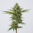 Citral Skunk cannabis strain plant