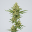 Citrique cannabis strain plant