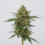 Clockwork Orange cannabis strain plant