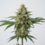 Cloud 9 cannabis strain plant