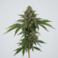 Cold Creek Kush cannabis strain plant