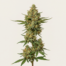 Cole Train cannabis strain plant