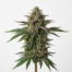 Connie Chung cannabis strain plant