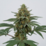 Copper Chem cannabis strain plant