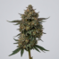 Corleone Kush cannabis strain plant
