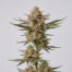 Cotton Candy cannabis strain plant
