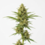Cracker Jack cannabis strain plant