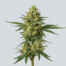 Critical + 2.0 cannabis strain plant