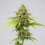 Critical Jack cannabis strain plant