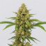 Critical cannabis strain plant