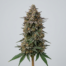 Crockett's Confidential cannabis strain plant