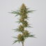 Crockett's Haze cannabis strain plant