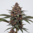 Crown Royale cannabis strain plant