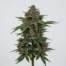 Cuvée cannabis strain plant