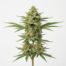 Dairy Queen cannabis strain plant