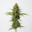 Damn Sour cannabis strain plant