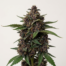 Deep Purple cannabis strain plant