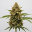 Desert Gold cannabis strain plant