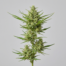 Destroyer cannabis strain plant