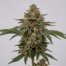 Devil Fruit cannabis strain plant