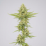 Dinamex cannabis strain plant