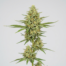 Dirty Girl cannabis strain plant