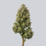 Double Dutch cannabis strain plant