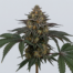 Double Glock cannabis strain plant