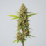 Dragon's Breath cannabis strain plant