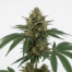 Durga Mata cannabis strain plant
