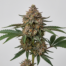 Dynamite cannabis strain plant