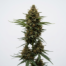 Early Skunk cannabis strain plant