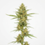 Electric Lemon G cannabis strain plant