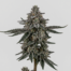 Elmer's Glue cannabis strain plant