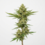 Emerald Jack cannabis strain plant