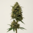 Erez cannabis strain plant