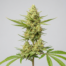 Exodus Cheese cannabis strain plant