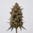 Fire Alien Strawberry cannabis strain plant