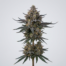 Flo cannabis strain plant