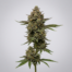 Flowerbomb Kush cannabis strain plant