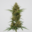 Flying Dragon cannabis strain plant