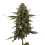 Four Way cannabis strain plant